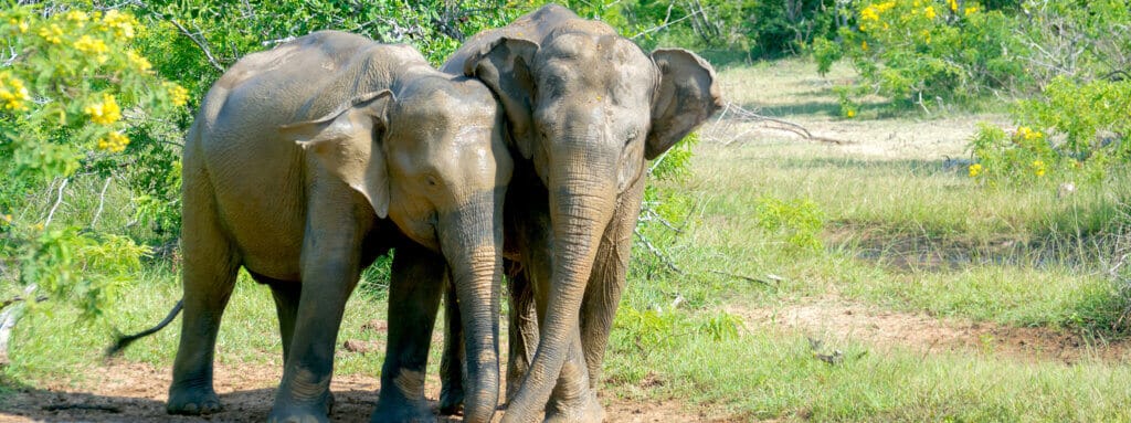 Yala National Park Olifanten