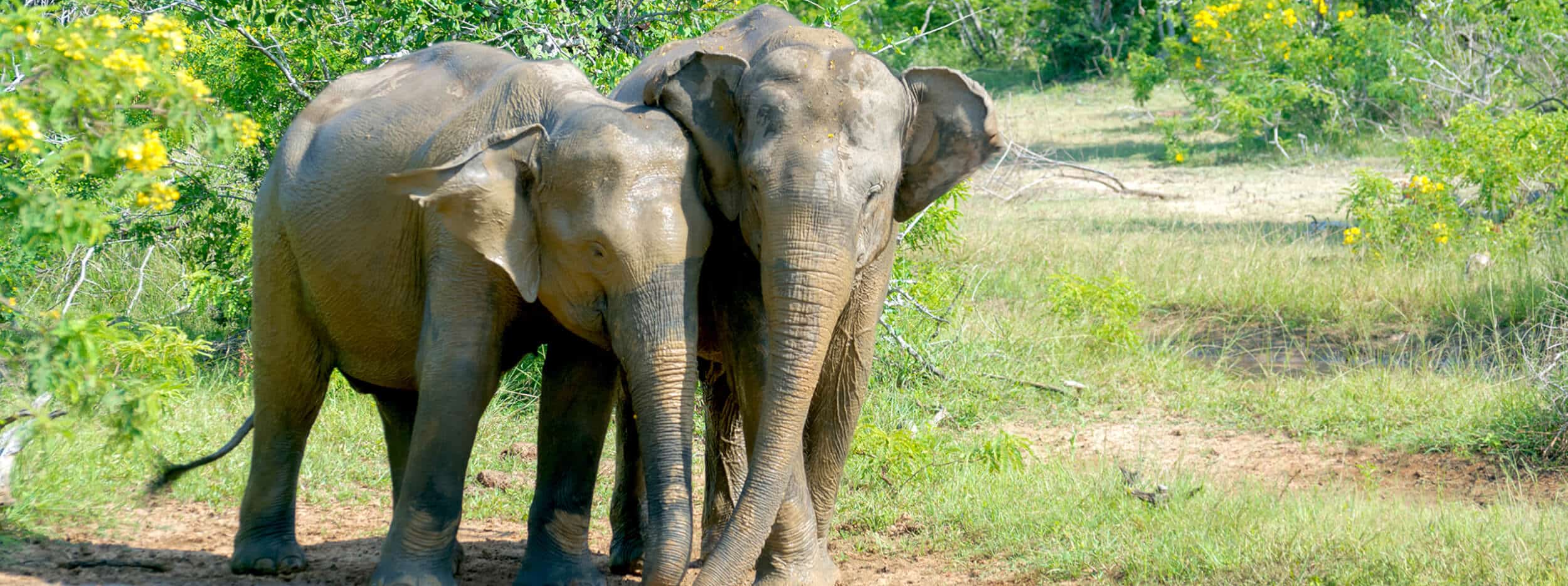 Yala National Park Olifanten