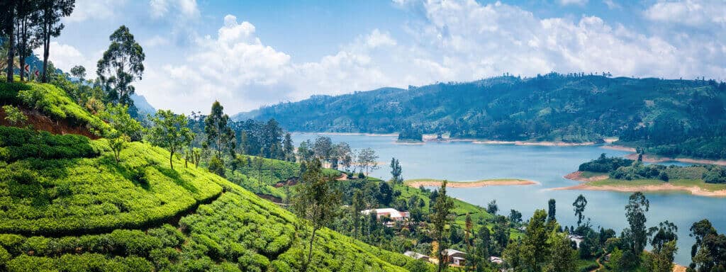 Nuwara Eliya theeplantage