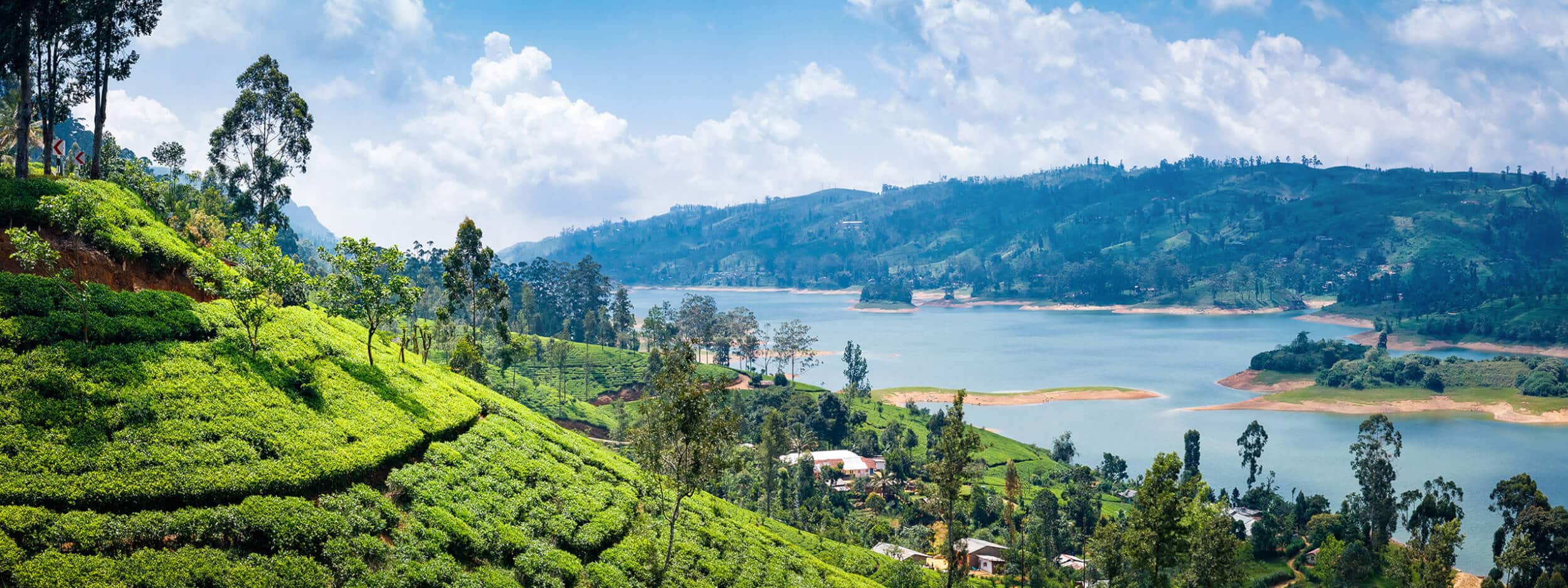 Nuwara Eliya theeplantage
