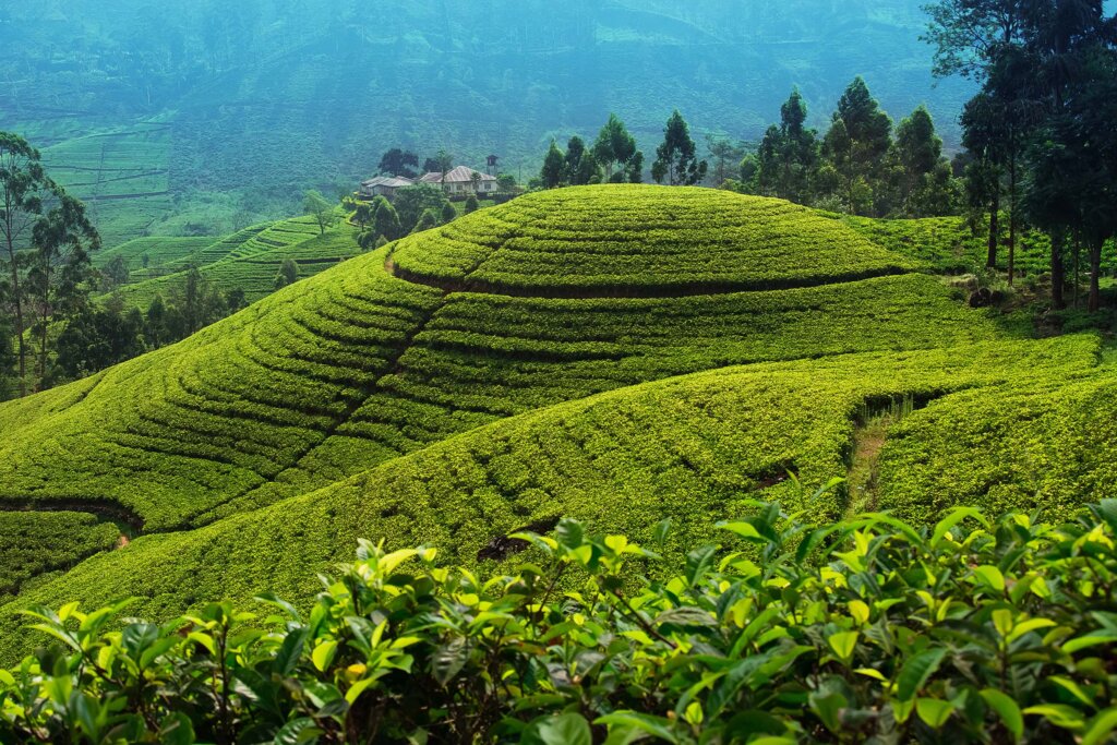 Nuwara Eliya theeplantage