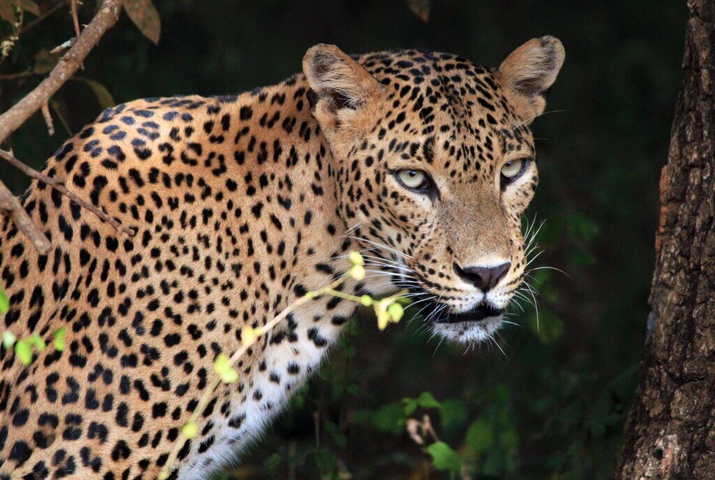 Yala national park