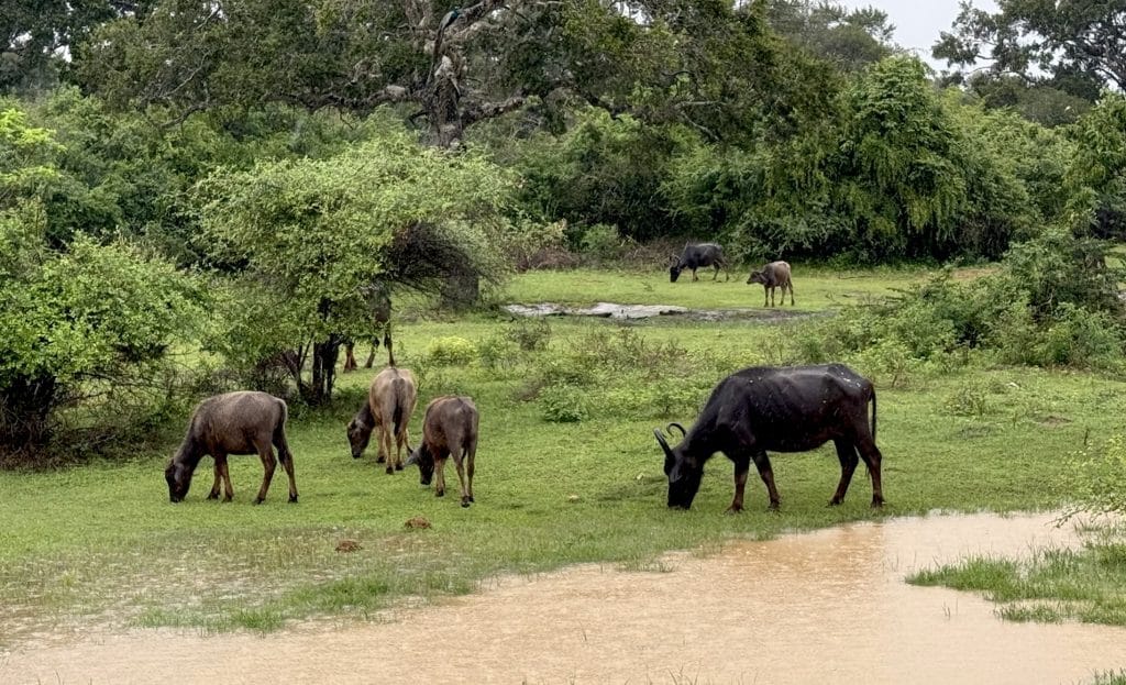Buffels