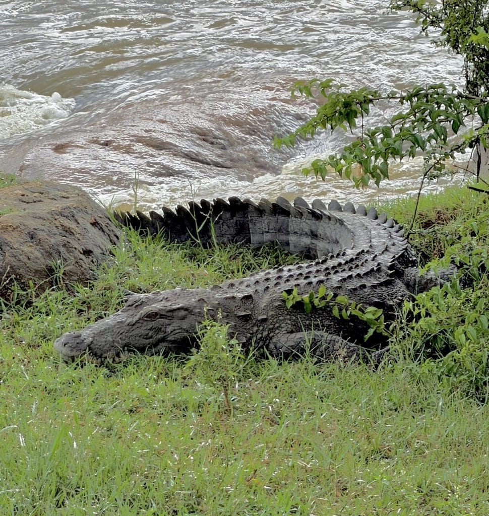 Krokodil
