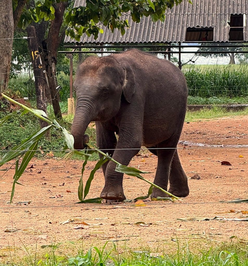 Olifant Udawalawe Elephant Transit Home