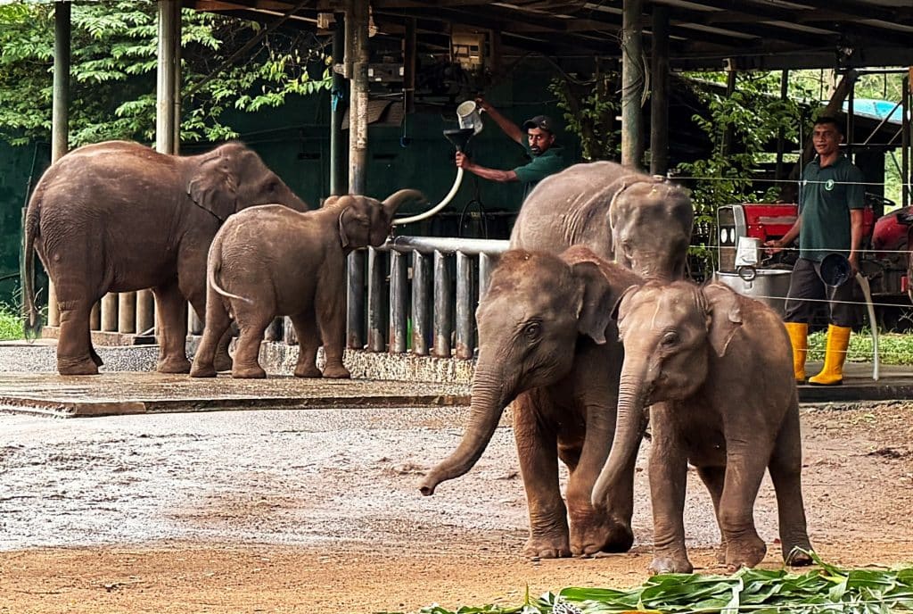Voermoment Udawalawe Elephant Transit Home