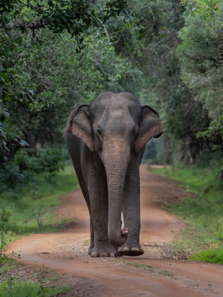 Olifant